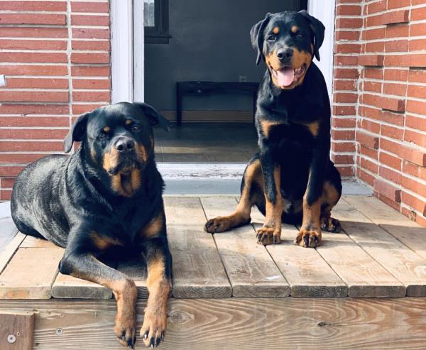 /Images/uploads/MidAmerica Rottweiler Rescue/adoptarottphotocontest/entries/10059.jpg